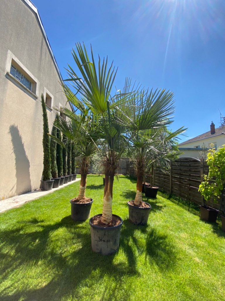 Photo de 3 arbres de décoration dans des pots.