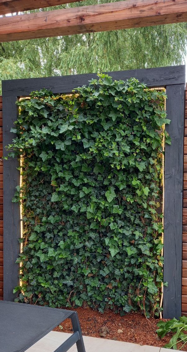 Portique en bois avec lierres palissés